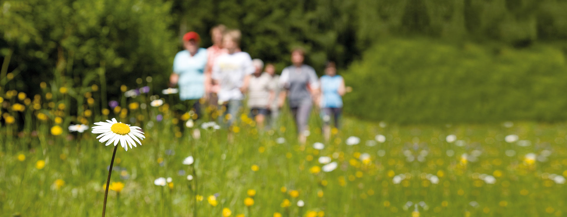 Banner Natur